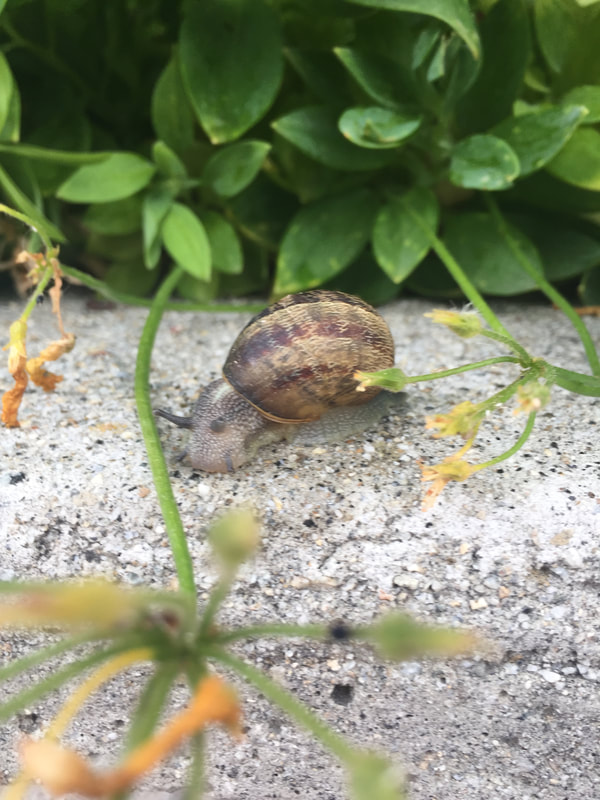Snail on pavement