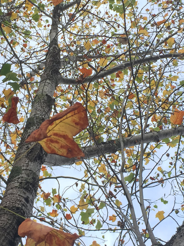 Tree losing its leaves in Fall.