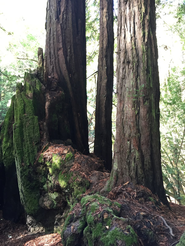 Mossy redwood trees.