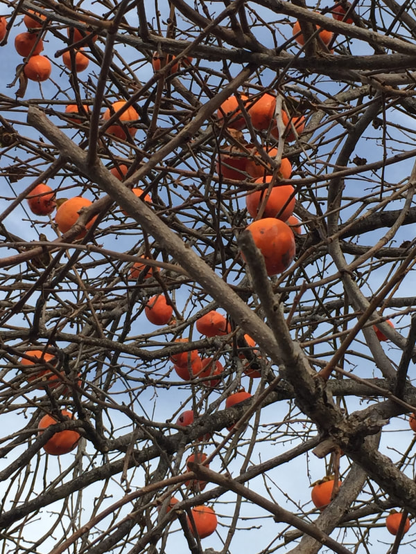 Tree with no leaves but many persimmons.
