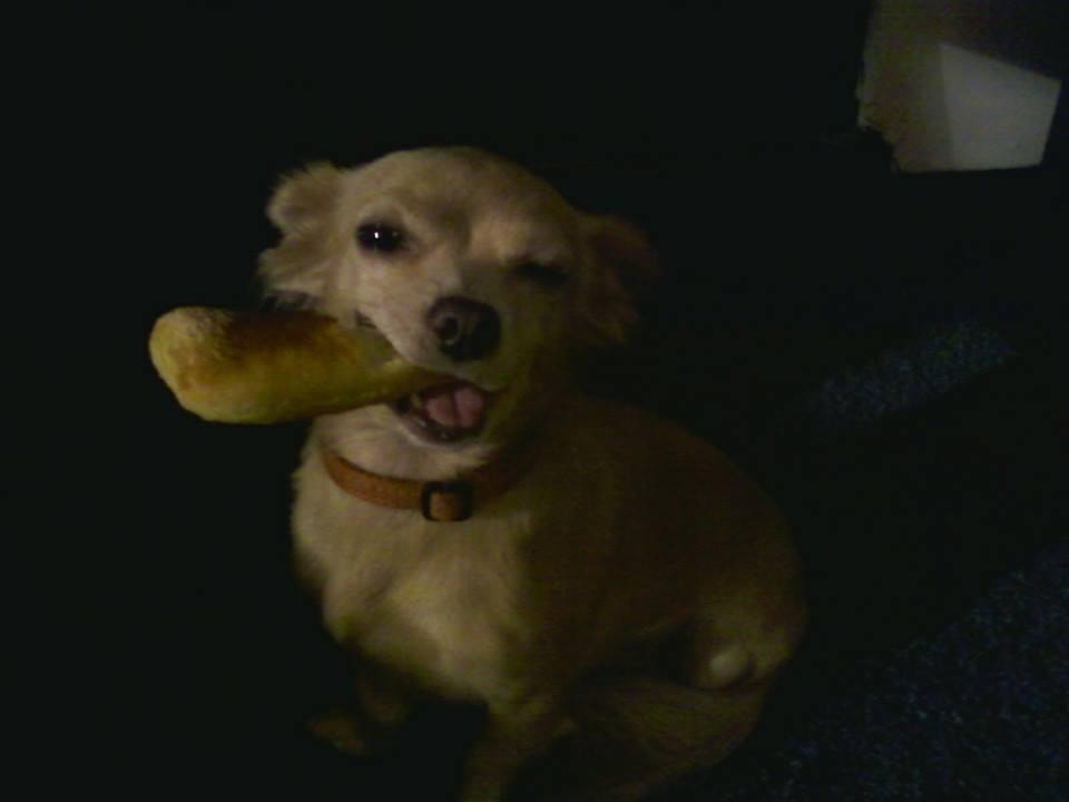 Chihuahua winking with breadstick in his mouth.