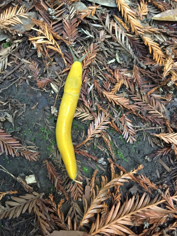 Banana slug!