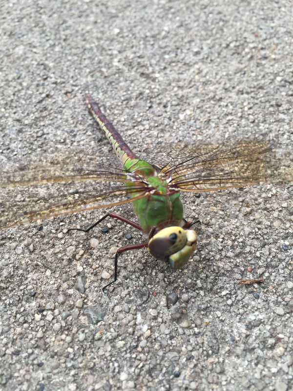 Dragonfly on pavement