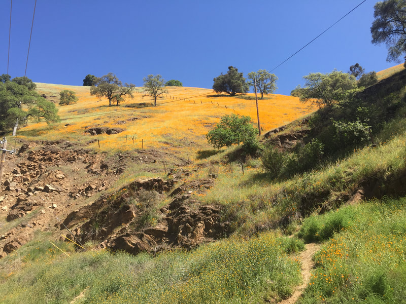 Hilly terrain in spring with orange flower bloom.